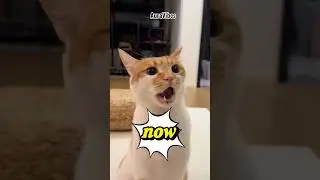 LIBURAN ALA KUCING! #shortvideo  #cat  #lucu #cute  #holiday