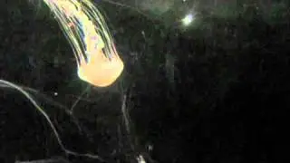 Jellies Exhibit