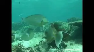 The herbivorous Unicornfish | Great Barrier Reef Marine Park Authority