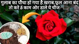 February मै गुलाब मै फूल और नई ग्रोथ आना हो गया है बंद तो ऐसे करे पौधे का इलाज लगातार आयेंगे फूल।