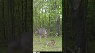Subscribe - So You Dont Miss Tomorrow&rsquo;s Trail Cam Video!  #trailcam #wildlife #deer #bear