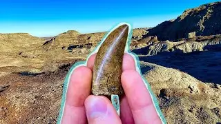 Finding Fossilized Tyrannosaur Teeth in the Badlands! 