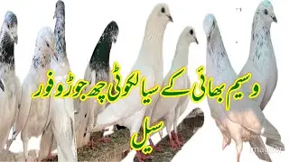 Waseem Bhai  ka Seal Koti  pair  ￼ for sale #pigeon #kabootar #kabutar #birds #fancypigeon 