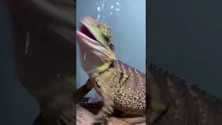 My Water Dragon is scared of Water?! | #reptiles #Australia