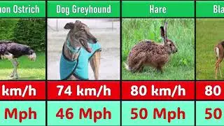 Top 100 Fastest Animals in the World | Global Rank ASMR