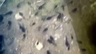 Renacuajos Sapo Partero B&eacute;tico en Fuente Alta (Dal&iacute;as)