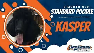 8 month old standard poodle, Kasper | Advanced Off Leash Obedience | OffLeash K9 Training