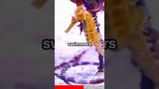 Crazy Facts About Seahorses | Amazing Facts About Animals | Part 11 Animal Facts #shorts