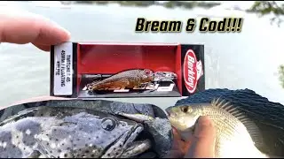 Brisbane river cod and bream session with hardbody lures!