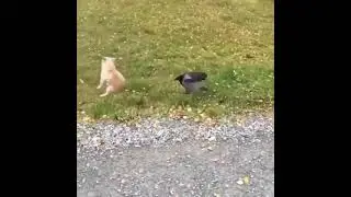 CROW VS DOG😂