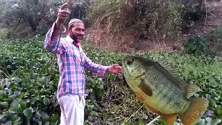 Best Fishing Video ||| Amazing Village Huk Fishing Climbing Fish Video