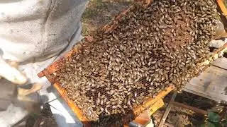 Intercalando favos - MANEJO NO INVERNO / alimentação artificial fornecida