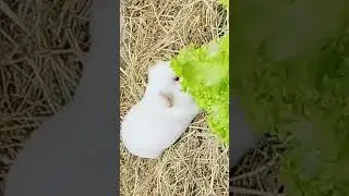 es tan hermoso que parece un angel#mascotas #parati #viral