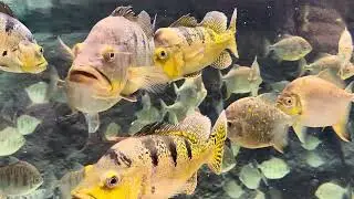 Biodome Montreal -  Telugu Vlog 