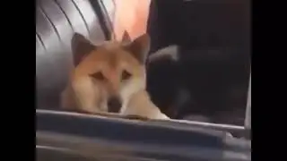 Doge bad guy meme