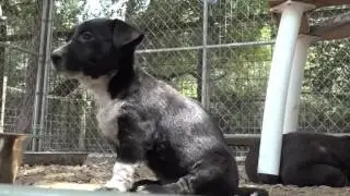 Overcrowding at Lockhart Animal Shelter