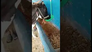 Cow auto water Bowl
