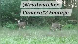 Georgia Whitetail Deer captured on stealthcam revolver 360 trail camera. Camera #2