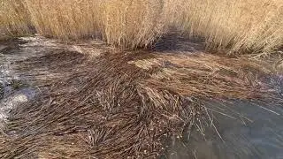 Reed bed