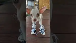 POV: Your dog tries shoes for the first time 😂 #perro #mascota #chihuahua #humor #londres