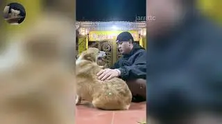Funny ANIMALS videos 😂 | Funniest Cats and Dogs 2026 🐶😼 Part 39