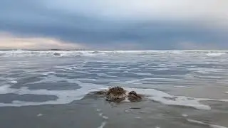 Crabby Valentine&rsquo;s