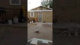 Conner dive bombed by bird 7/23/16