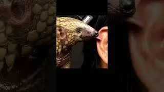 Pangolin with his long tongue licks human ear #asmr #licking #tongue