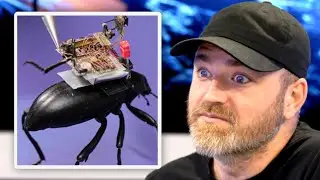 Beetle-mounted Camera Streams Beetle Life