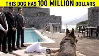 10 Most Richest Animals In The World