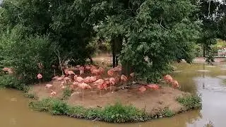 Caribbean flamingo breeding colony, new Latin American Aviary at Chester Zoo