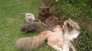 Father Cat Max Sitting With His Family And Cuddling His Kittens