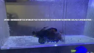 Train Saltwater Marine Fish Mandarin Goby To Eat Mysis, Brine, Flakes, Pallets!