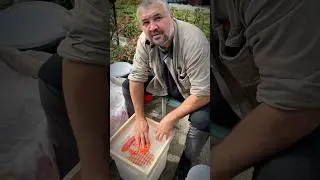 Грохотнул икорки на ужин 😁🤟 всех с окончанием рабочей недели