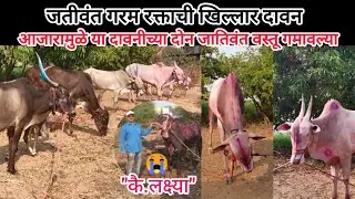 शर्यत क्षेत्रातील बैलांची व जातिवंत गाईंची दावन | श्री.नवनाथ ज्ञानदेव किरदत्त(ढवळेश्वर)मो.9767875747