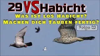 Dieser Habicht hat keine Kraft mehr zu jagen – verhungert er langsam?“