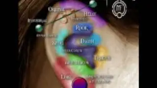 Different types of Piercings (I'm Your favorite Drug)