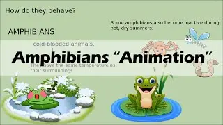 AMPHIBIANS (Biology Animation)