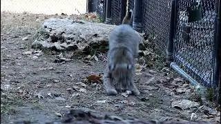 Ninja Bobcat