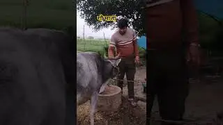 #gaumata #maa #trending #viral #videos #shorts #shortvideo #song