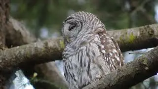 Barred Owl in cloud of tiny bugs