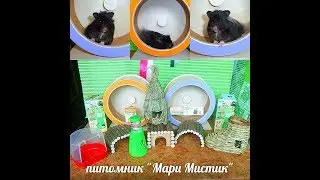 #ХОМЯК ТЕСТИРУЕМ ЗОО ТОВАРЫ ОТ TRIOL И ДОРАДО ВУД#МАРИМИСТИКПИТОМНИК#СОДЕРЖАНИЕХОМЯЧКОВ