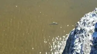 Fishy swimming at work