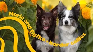 Morie & Ryfka | Dogfrisbee, tricks and fun