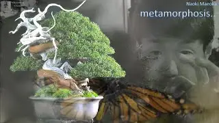Metamorphosis - Six amazing bonsai before & After by Naoki Maeoka