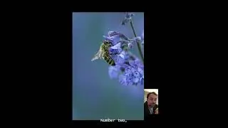 3 Quick Facts About Bees... 🐝🐝🐝#bees #honey #honeybee #insects #animalfacts
