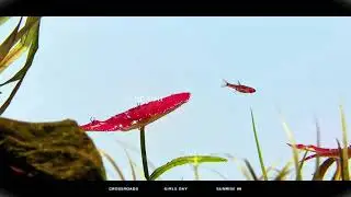一线小丑灯（入门鱼 第17集） #一线小丑灯 #草缸 #玻璃缸中的大自然 #新手养鱼 #养鱼日记