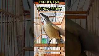 TRINCA-FERRO ESQUENTANDO E MACHEANDO QUENTE CANTO DE CHUVA ABRE CANTO, DESTRAVA TRINCAFERRO #shorts