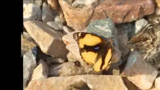 THEODORIDI INDIAN BUTTERFLIES 2012
