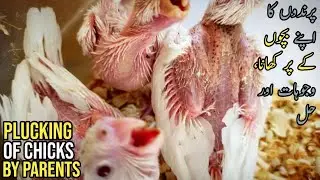 Plucking of Chicks By Parents | Reasons and Solutions